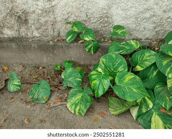 钻石赌场注册全流程解读与新手常见误区逐条解释