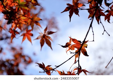 银河澳门糖果网站信息大全种类特色与用户评价全知道