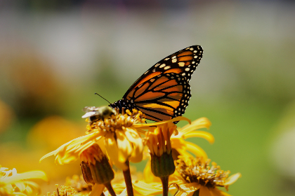 银河澳门捕鱼产业发展趋势与区域经济影响深度分析